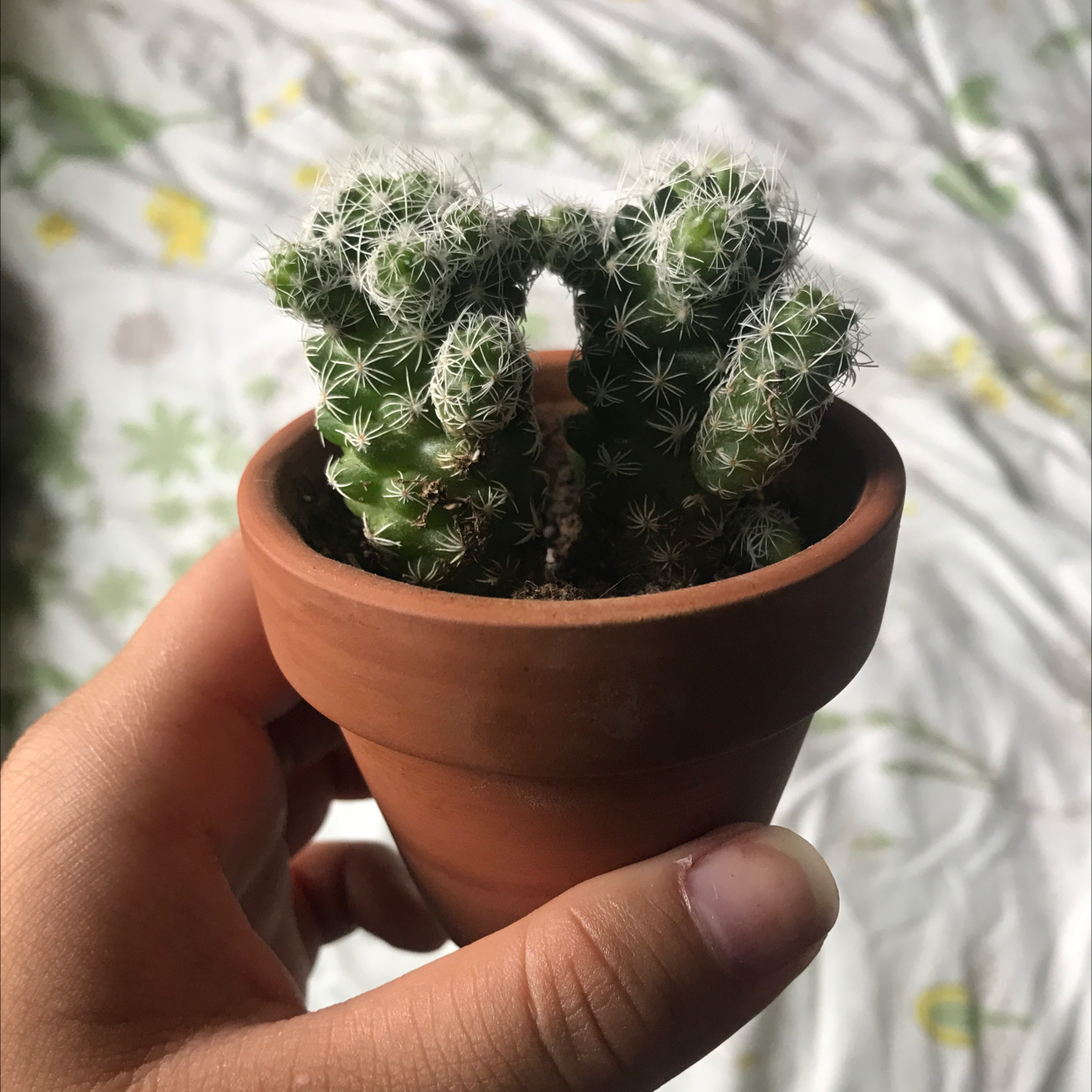 Photo of the plant species Missouri Foxtail Cactus by @Slurprawn named Daphne on Greg, the plant care app