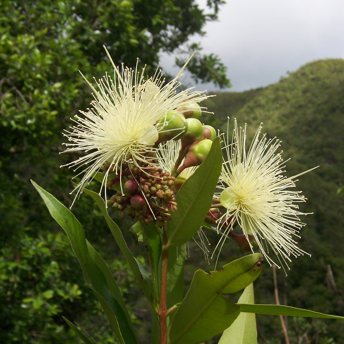 Photo of the plant species Common Myrtle by Ryan named Your plant on Greg, the plant care app