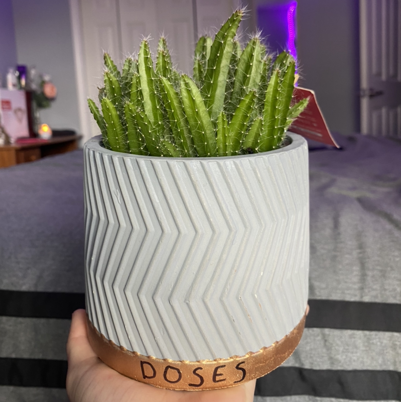 Photo of the plant species Dragonfruit by @brooksplants named Doses on Greg, the plant care app