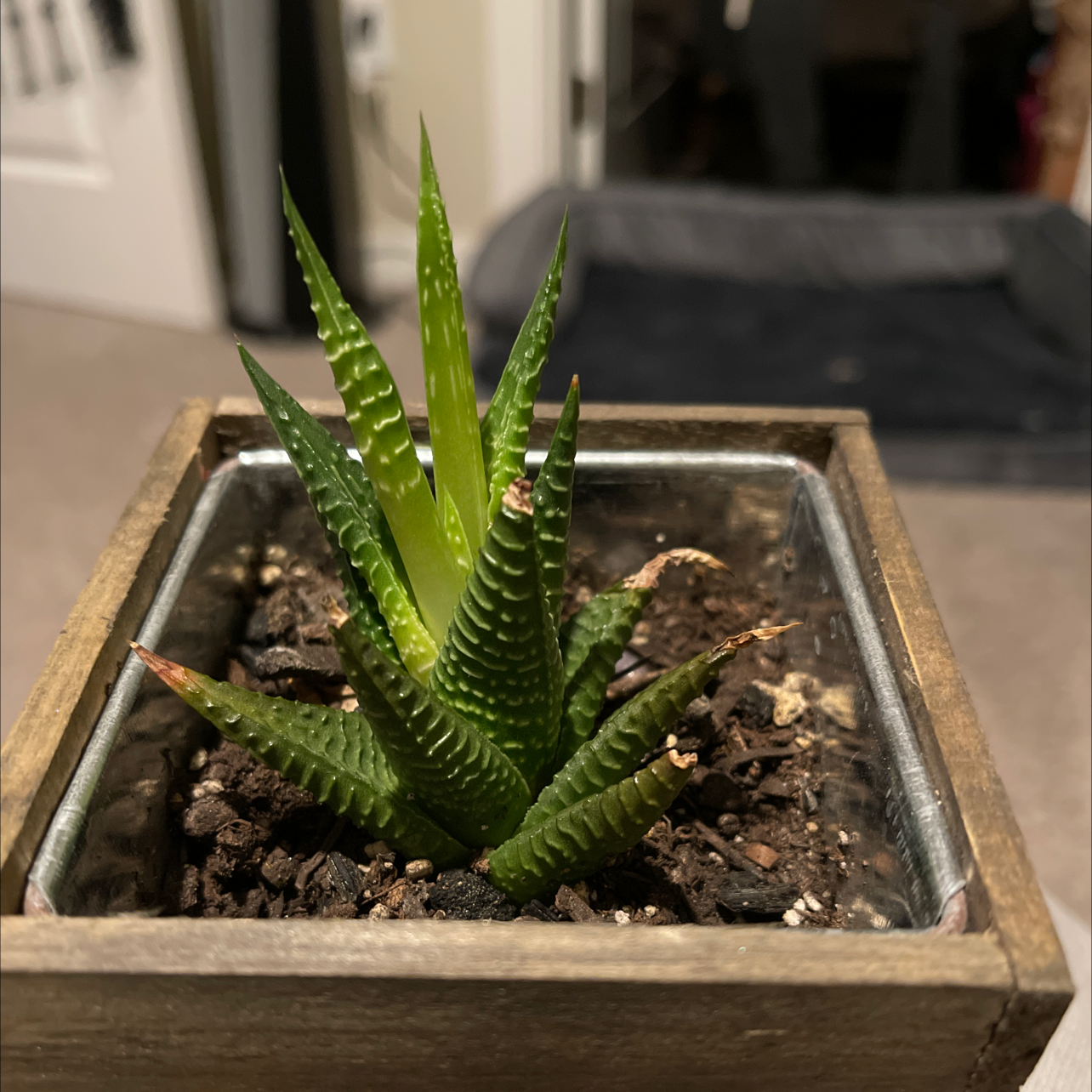 Zebra Plant plant photo by Cynthia named Oddish on Greg, the plant care app.