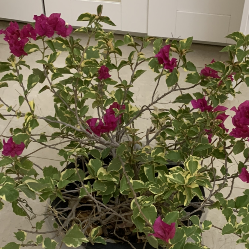 Photo of the plant species Bougainvillea by @grapecat named sahara on Greg, the plant care app