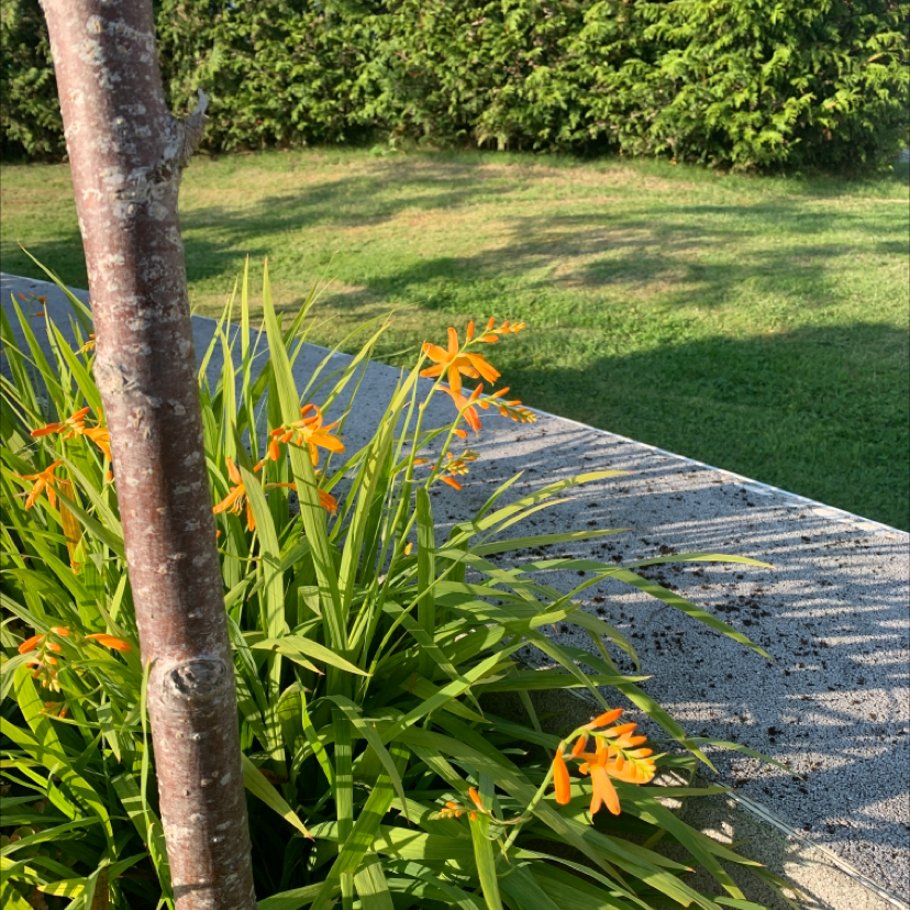 Orange Daylily plant with vibrant orange flowers in a garden setting.