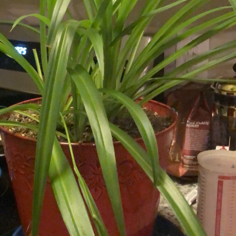 Spider Plant plant photo by @Boo named Wetzel on Greg, the plant care app.