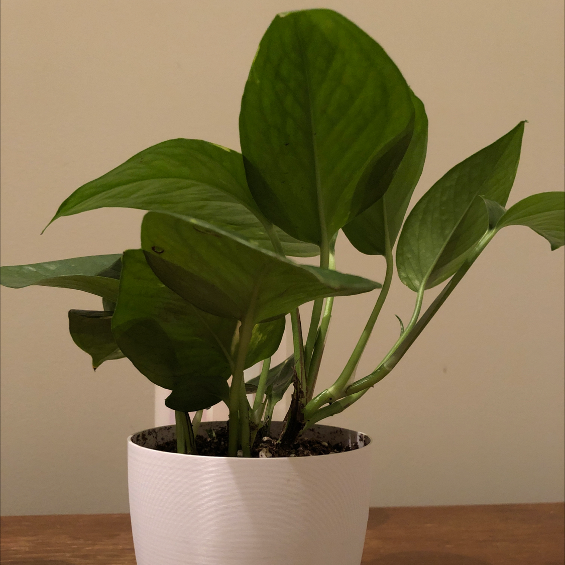 A healthy, vibrant peace lily plant with lush green leaves in a white pot, well-framed against a plain background.
