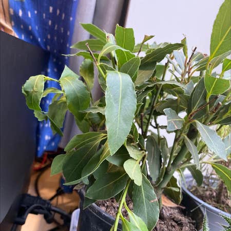 Photo of the plant species Bay Laurel by @Laurenswindowsill named Cher on Greg, the plant care app