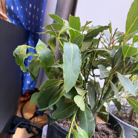 Photo of the plant species Bay Laurel by Laurenswindowsill named Cher on Greg, the plant care app