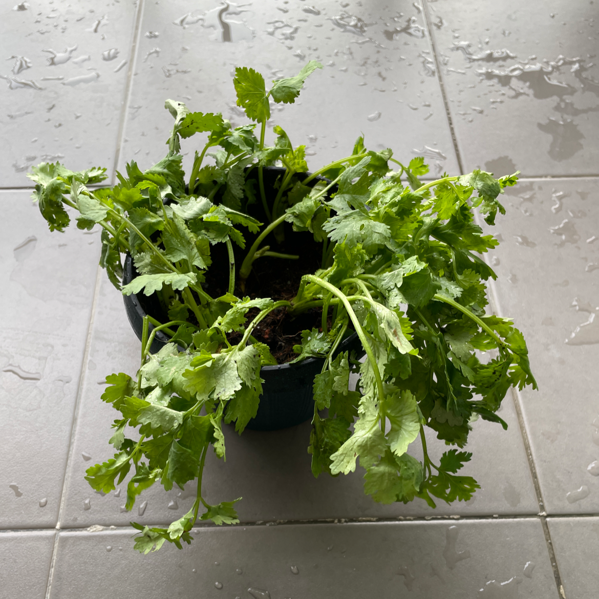 Photo of the plant species Coriander by @chelrax named coriander jr on Greg, the plant care app