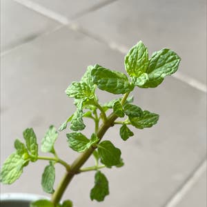 Mentha Suaveolens plant photo by @chelrax named mint yoongi on Greg, the plant care app.