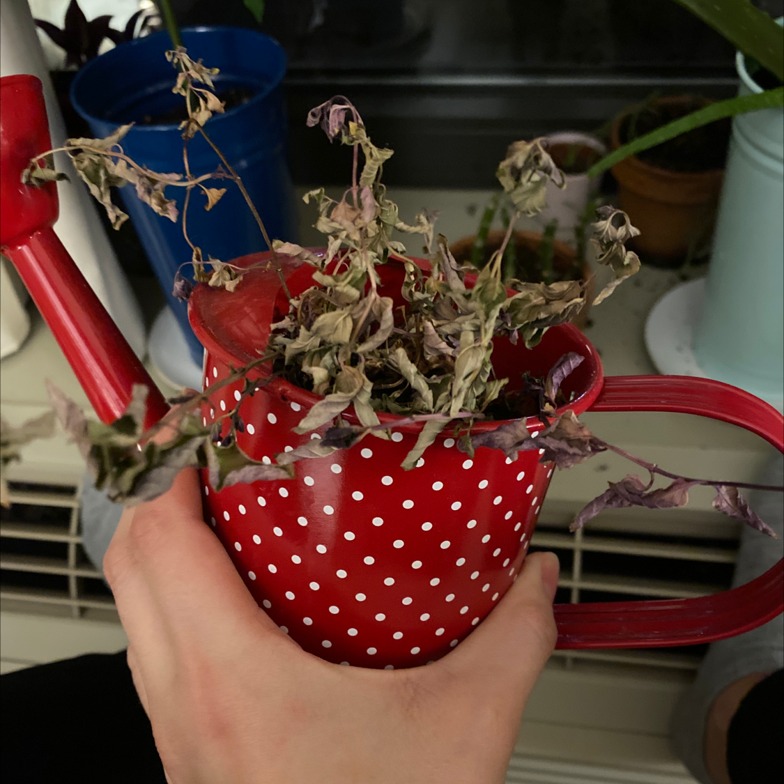 Spearmint plant in a red polka-dotted watering can, with significant browning and wilting.