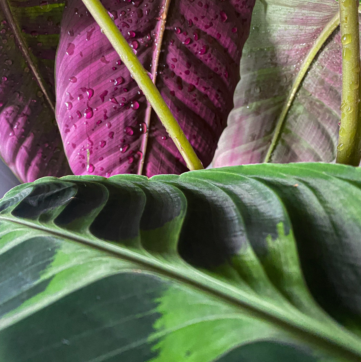 Photo of the plant species Jungle Velvet by @katiedayna named Thea on Greg, the plant care app