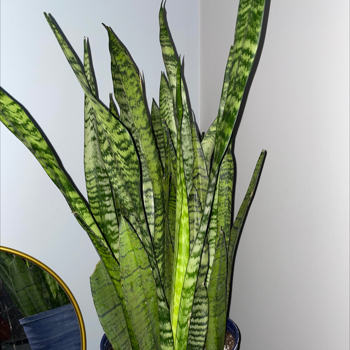 Zeylanica Snake Plant with tall, striped leaves in a pot.