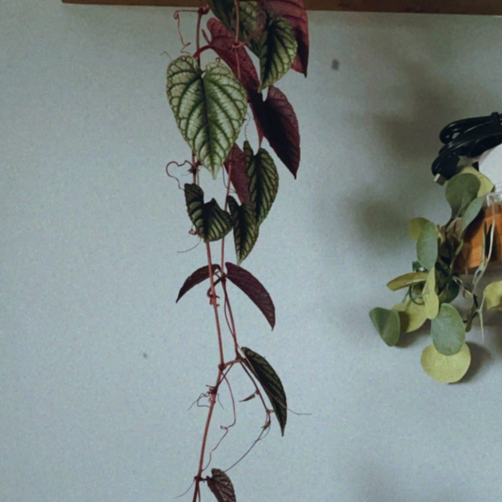 Photo of the plant species Rex Begonia Vine by @kircumber named nadia on Greg, the plant care app