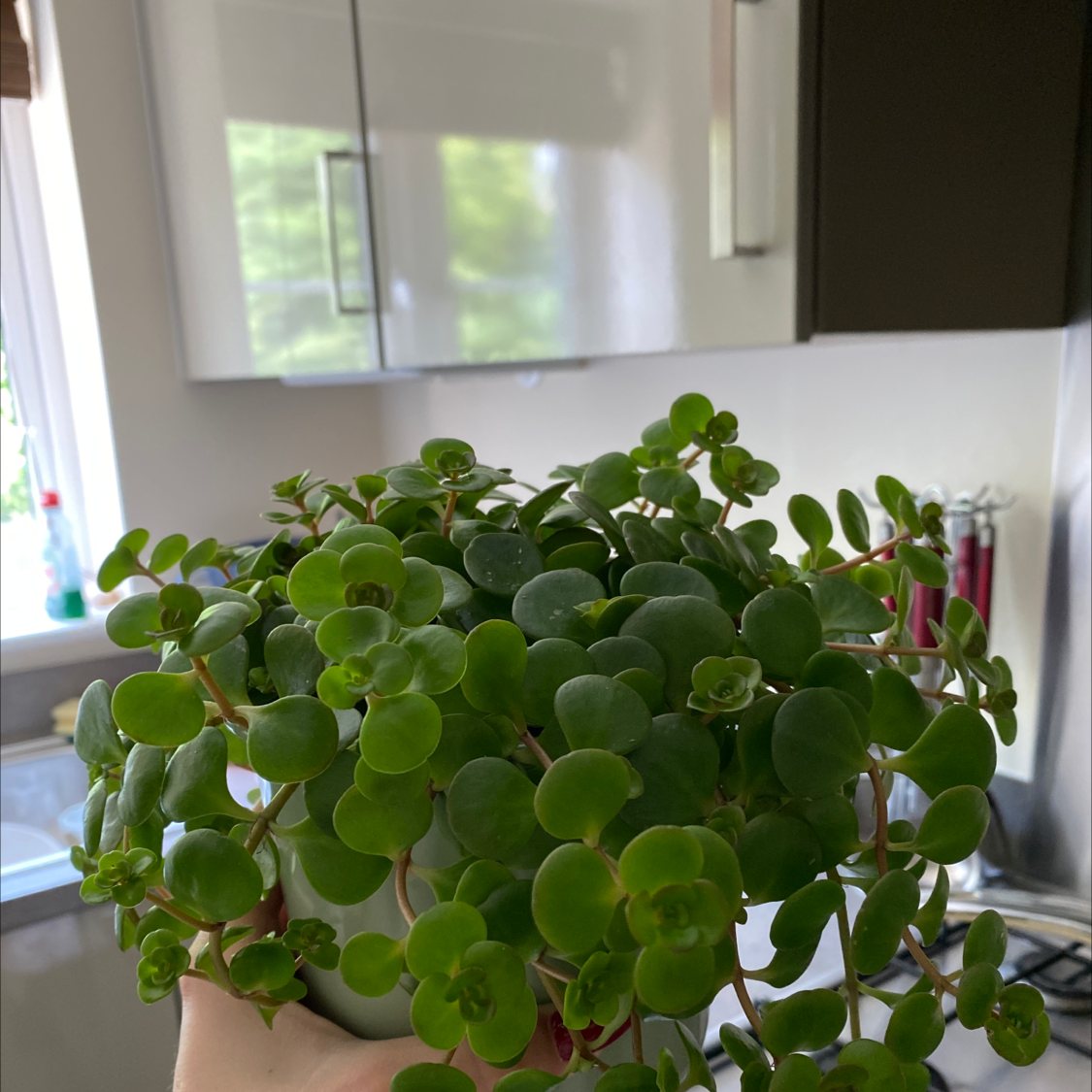 Photo of the plant species Sedum 'Himalayan Skies' by @doinishoor named Kitchen Plant 1 on Greg, the plant care app