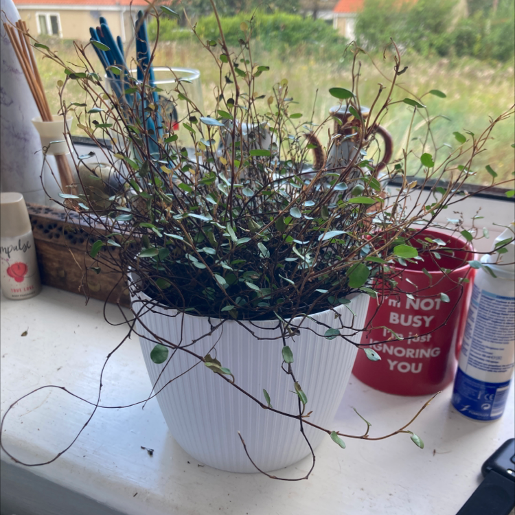 Sprawling Wirevine plant in a white pot on a windowsill with some browning leaves.