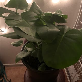 Split Leaf Philodendron plant in Los Angeles, California