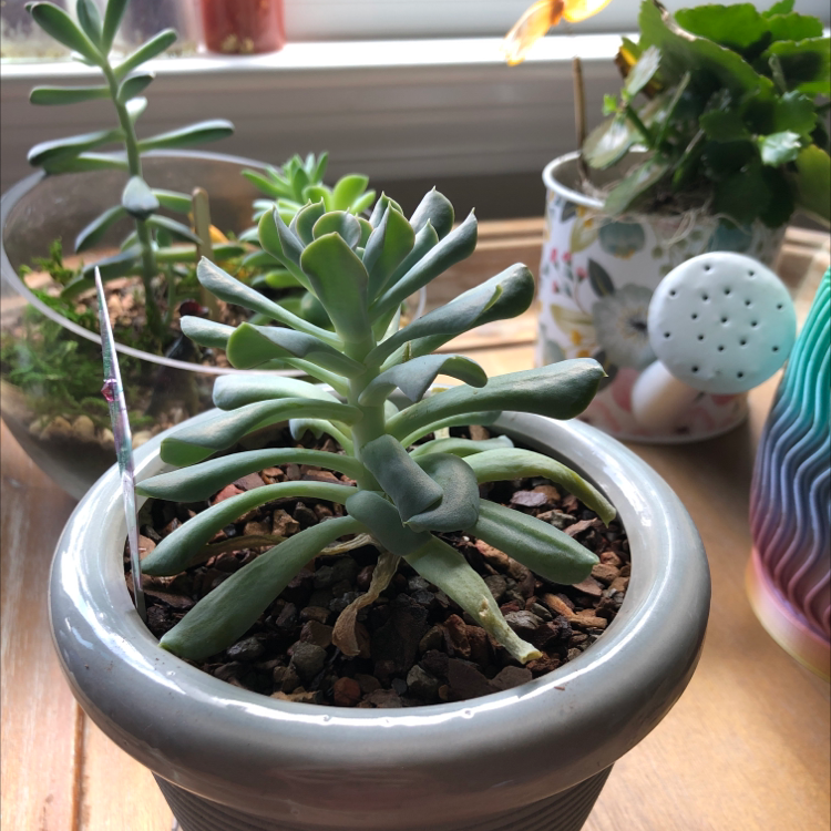 Echeveria 'Topsy Turvy' succulent in a pot with visible soil, well-framed and in focus.