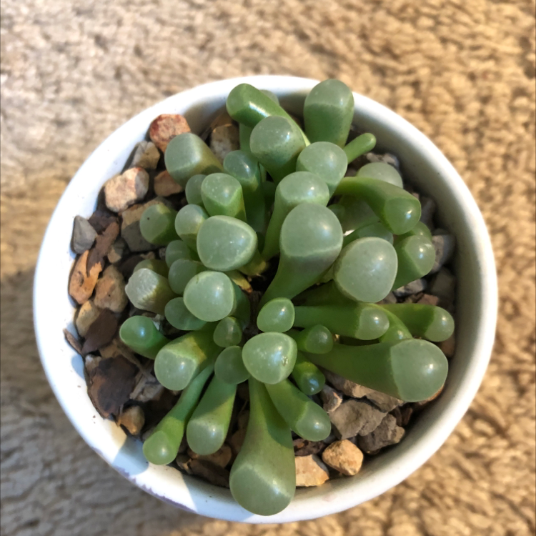Top view of a healthy Baby Toes plant (Fenestraria rhopalophylla) in a small pot with rocky soil.