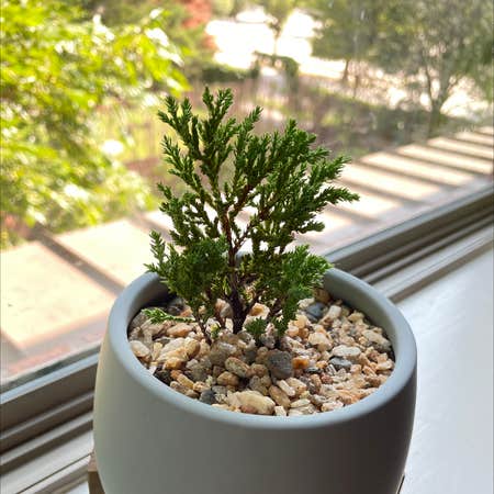 Photo of the plant species Aromatic Cedar by Georgemoss named Juniper on Greg, the plant care app