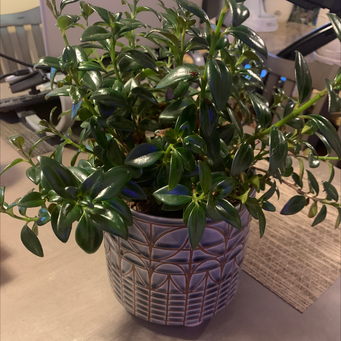 Healthy Goldfish Plant in a decorative pot with vibrant green leaves.