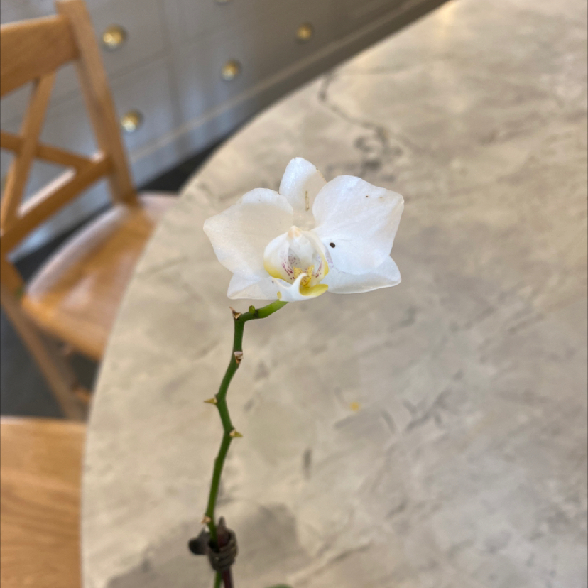 Mini Phalaenopsis Orchid plant photo by @FrancescaB named Elsa Orchid on Greg, the plant care app.
