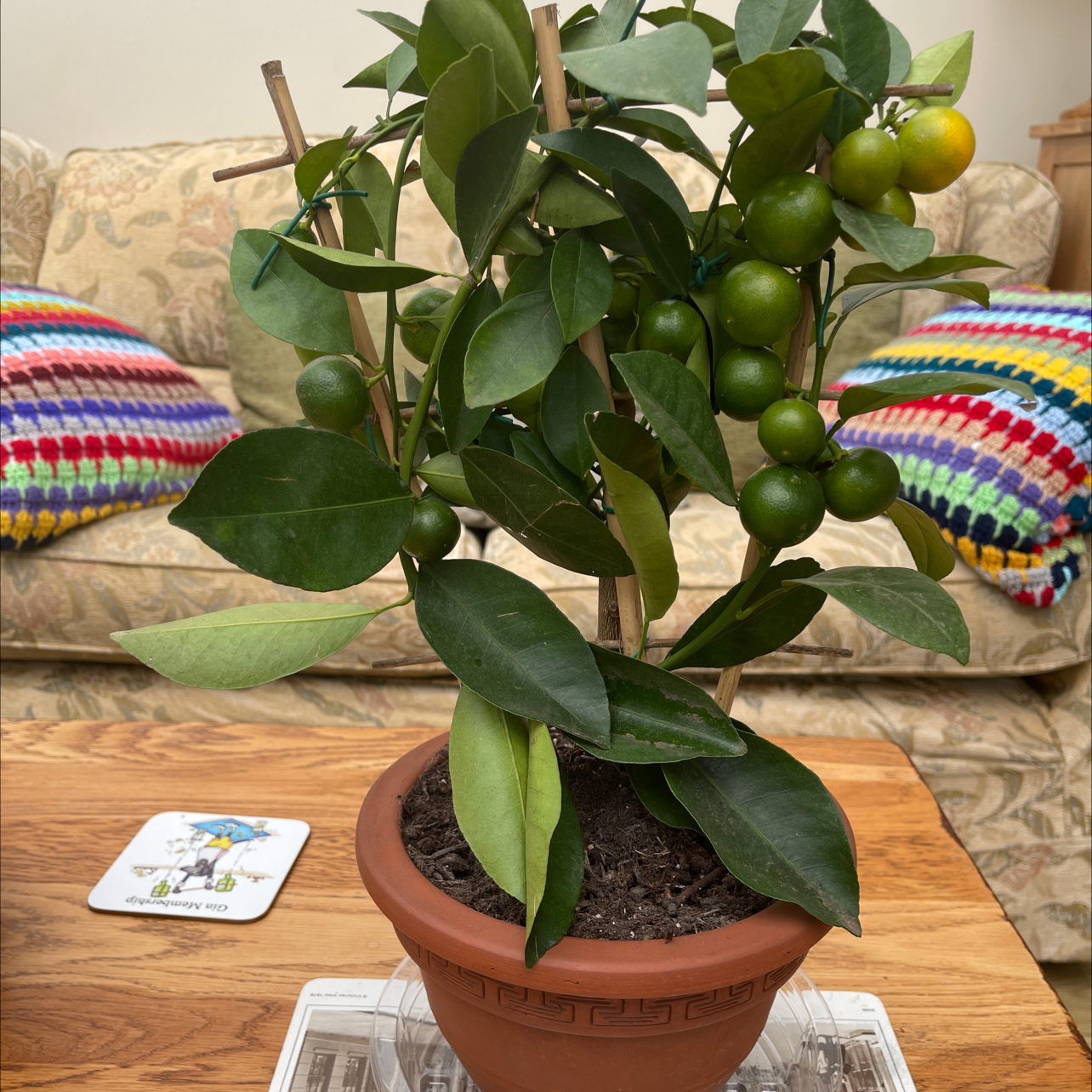 Potted Oval kumquat plant with green and ripening fruits, slight leaf yellowing.