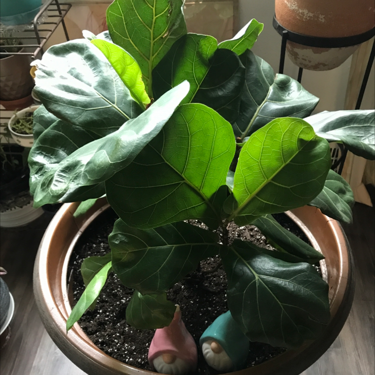 Fiddle Leaf Fig plant photo by @Kiwani named Rainier on Greg, the plant care app.