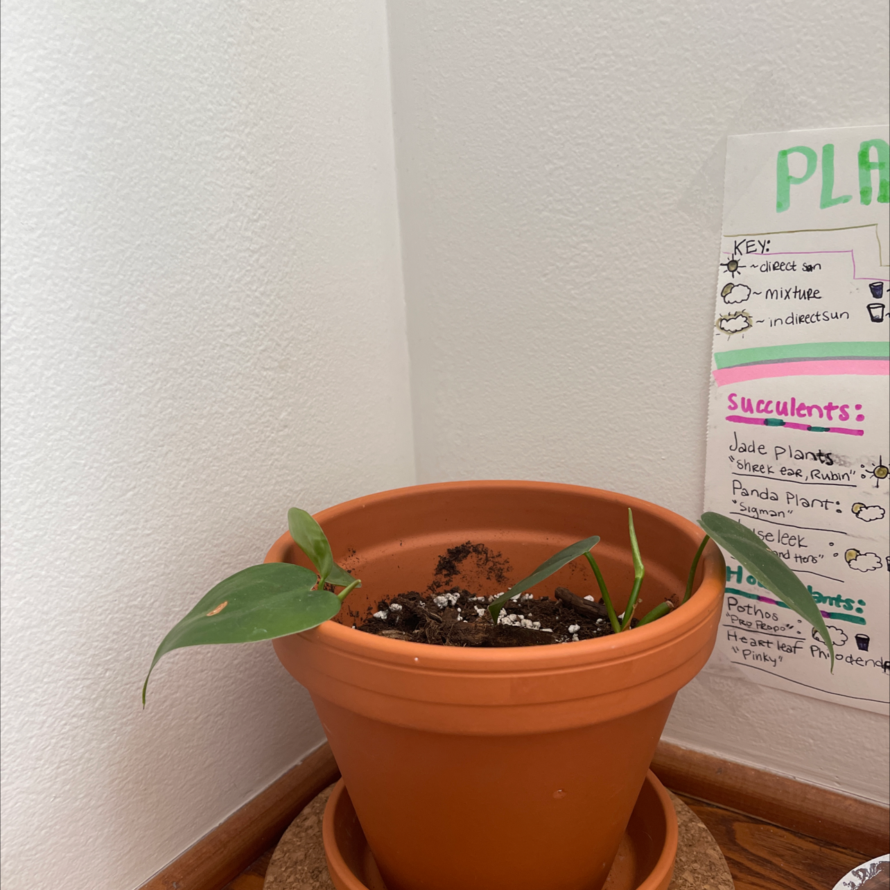 Taro Vine plant photo by Sydney named Gobi on Greg, the plant care app.