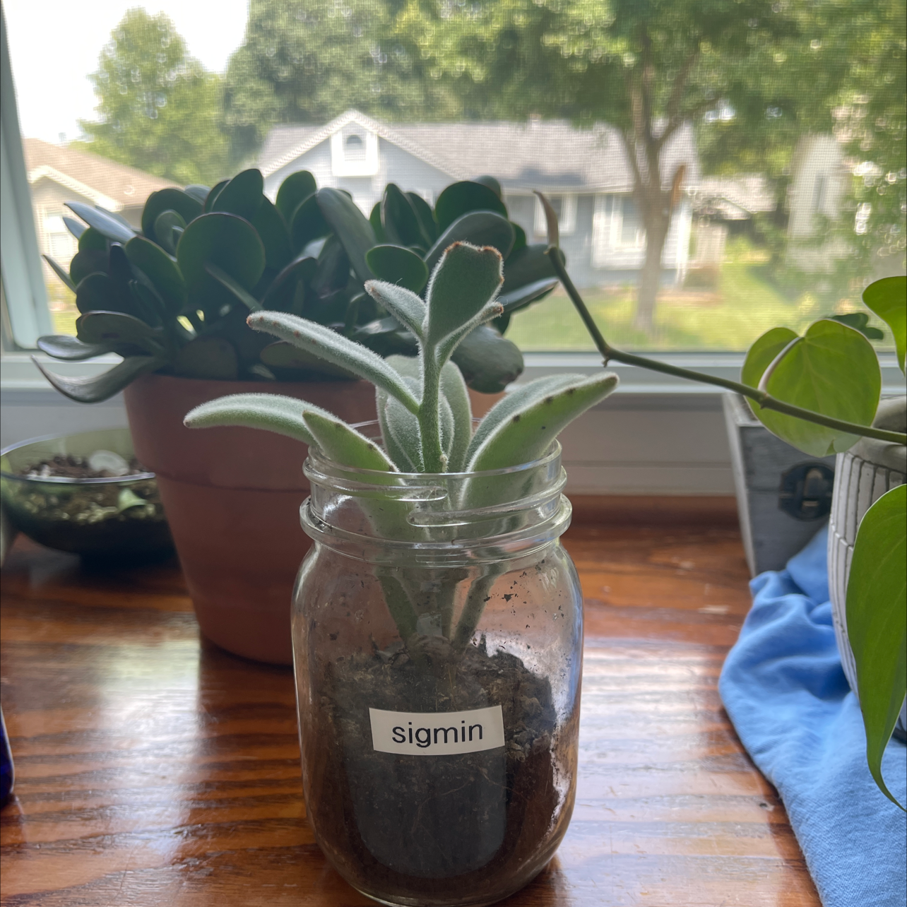 Panda Plant plant photo by Sydney named Sigmin on Greg, the plant care app.