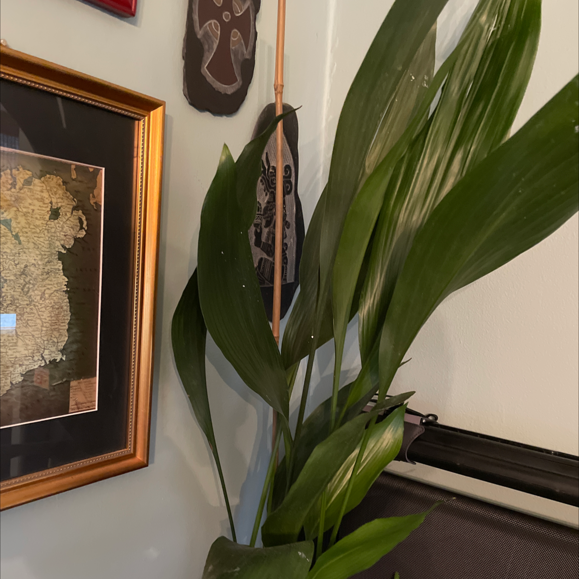 Cast Iron Plant with large green leaves indoors near framed pictures.