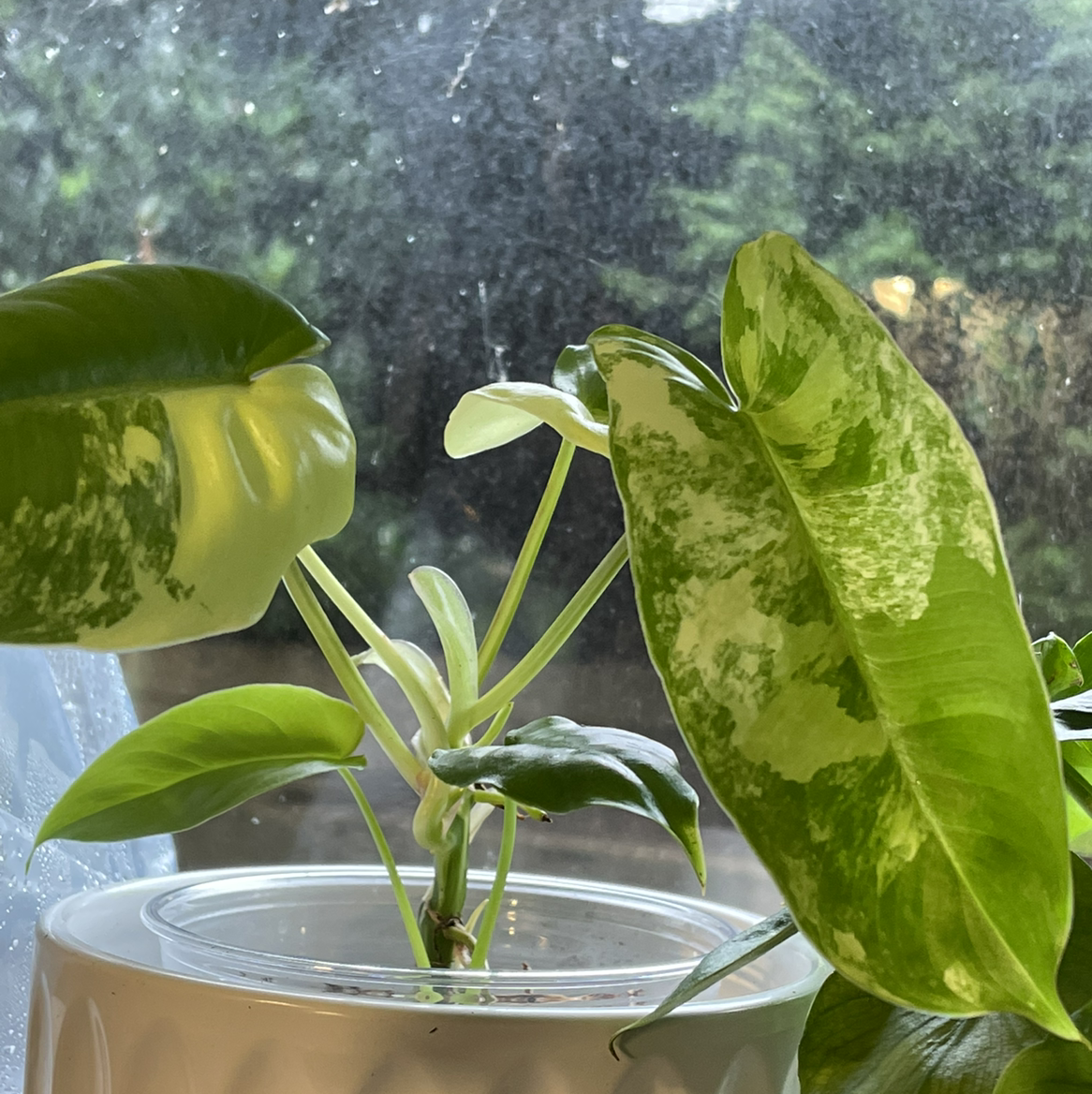 Burle Marx Variegata plant in a white pot with vibrant variegated leaves.