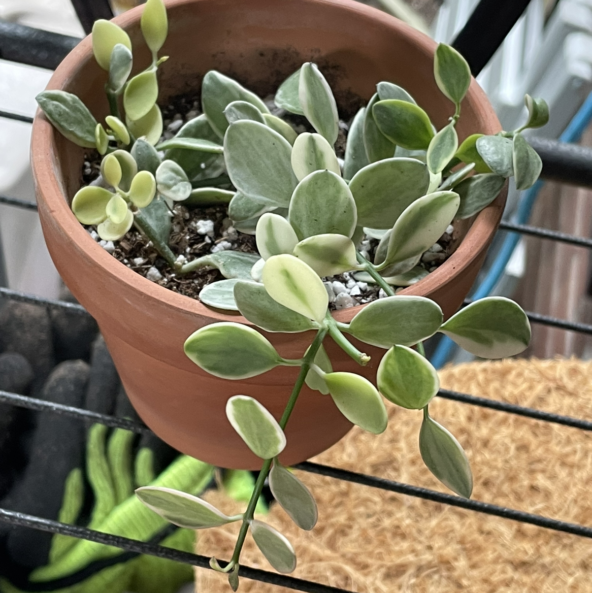 Potted Dischidia oinatha plant with some yellowing leaves.