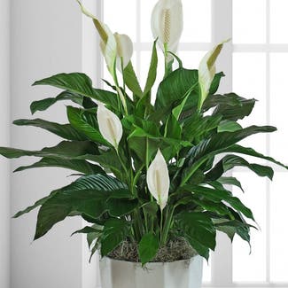 Peace Lily plant in Baghdad, Baghdad Governorate