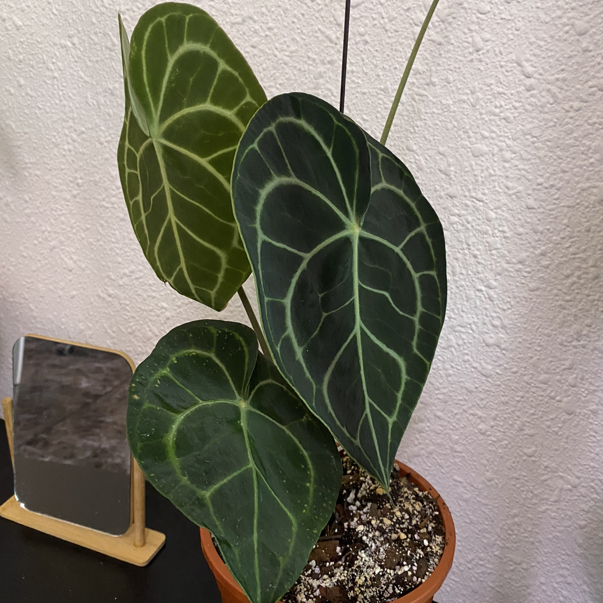Crystal Anthurium plant with large, dark green leaves and prominent white veins in a pot.