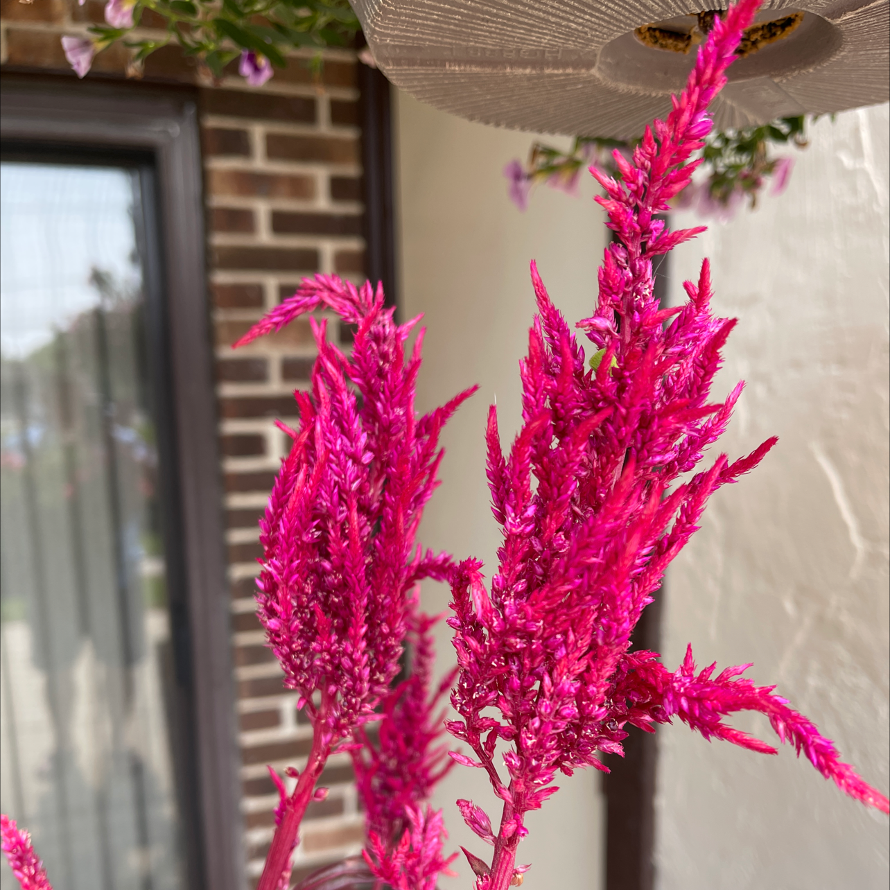 Vibrant Dragon's Breath Celosia with bright pink-red plumes against a brick wall and window.