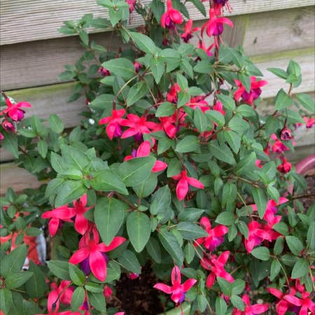 Photo of the plant species Hummingbird Fuchsia by @downessarah named Flora on Greg, the plant care app