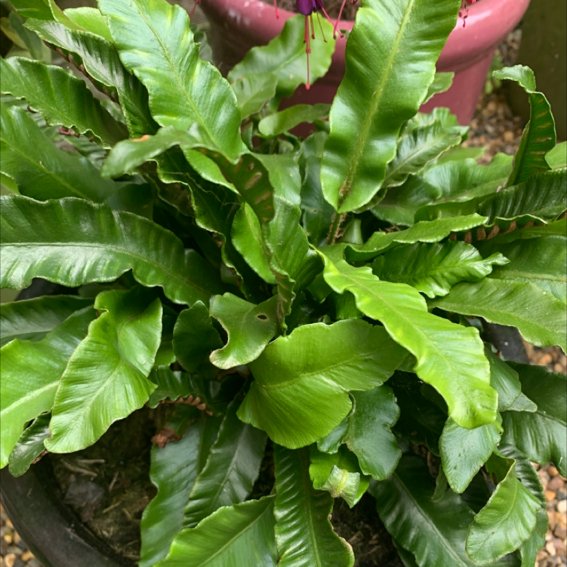 Photo of the plant species Hart's Tongue Fern by @downessarah named Fred on Greg, the plant care app