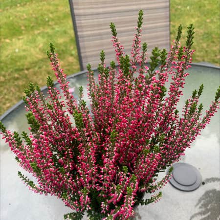 Photo of the plant species Heather by Downessarah named Heather on Greg, the plant care app