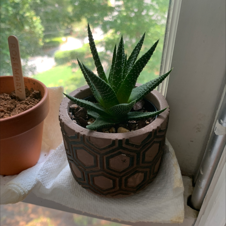 Zebra Plant plant photo by @flowethistle named Home depot friend on Greg, the plant care app.