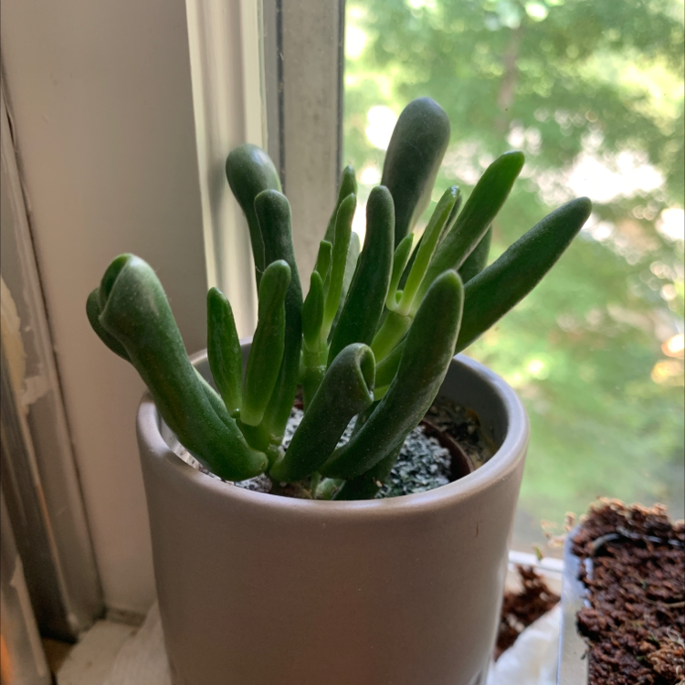 Lucky Plant plant photo by @flowethistle named Charlotte Trader Joe’s Friend on Greg, the plant care app.