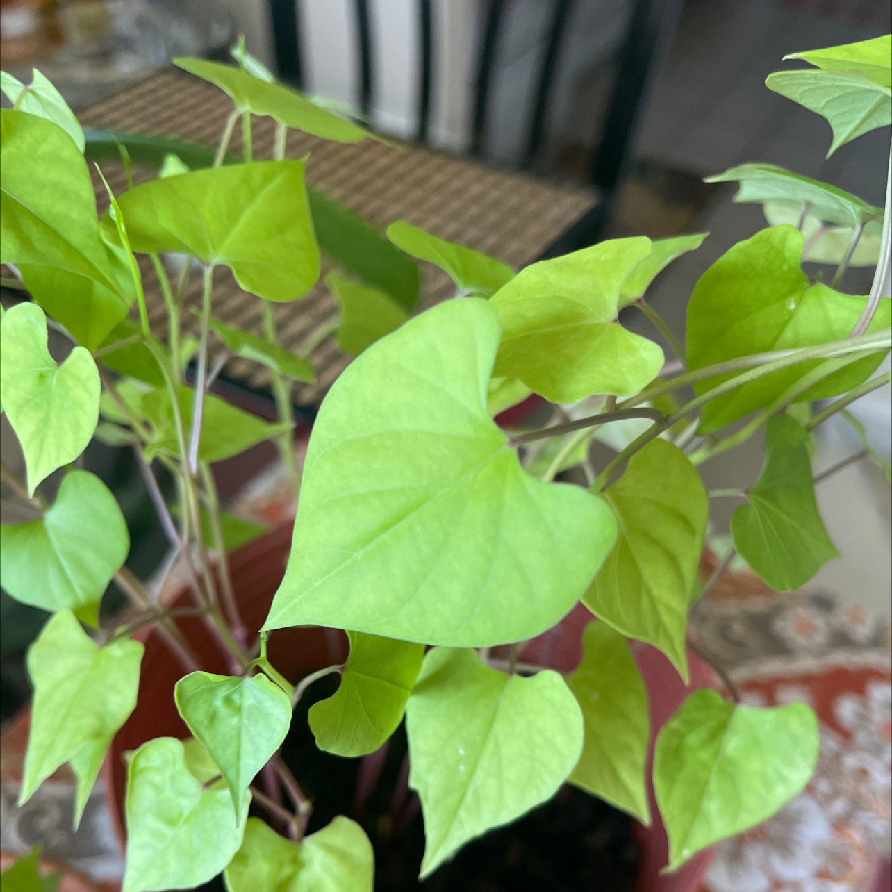 Photo of the plant species Mexican Morning Glory by @jeimy named Your plant on Greg, the plant care app