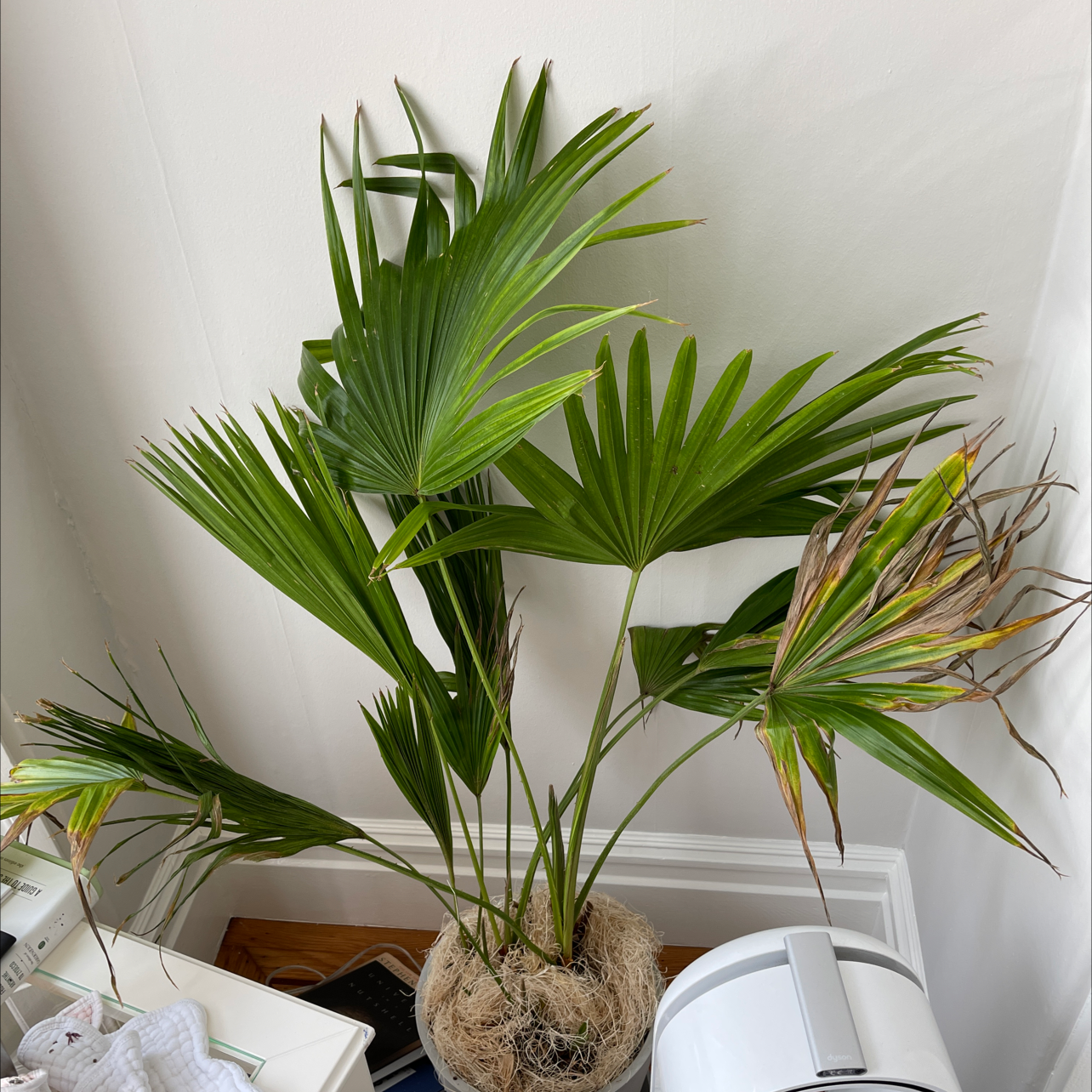 Chinese Fan Palm with green leaves, some browning and yellowing, potted with visible soil.