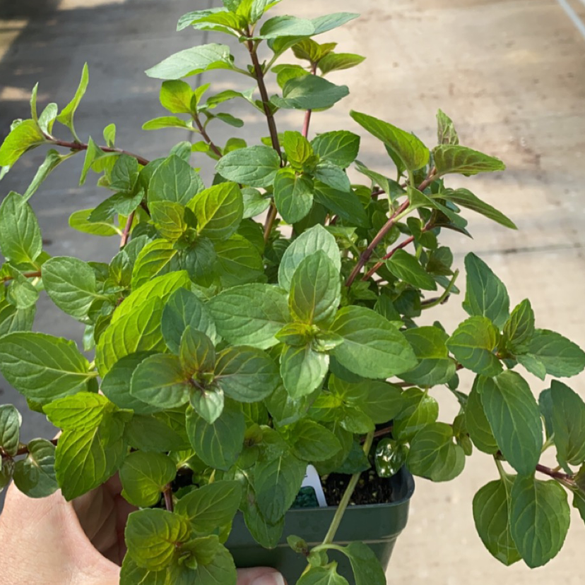 Photo of the plant species Chocolate Mint by Teresa named Sanders on Greg, the plant care app