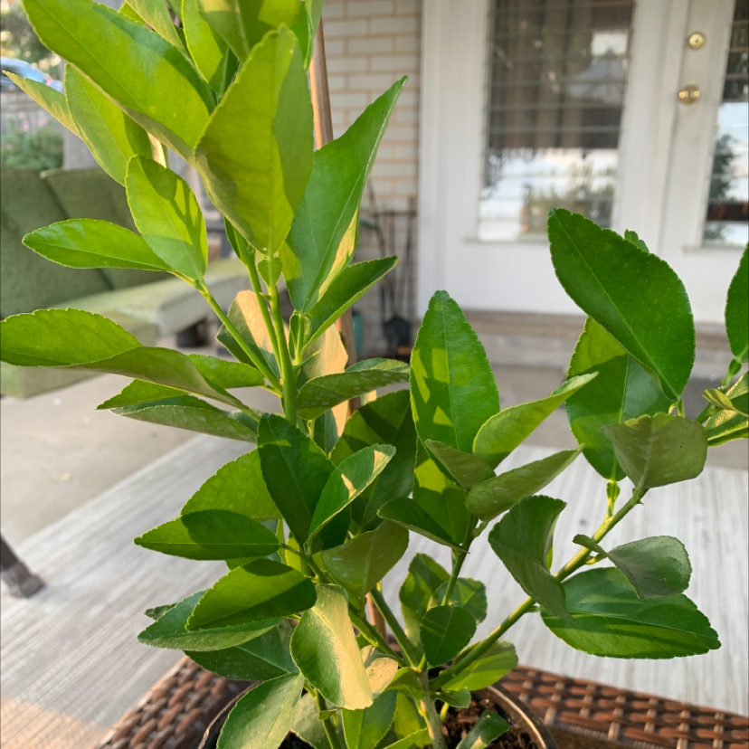 Healthy Persian Lime plant with vibrant green leaves in a pot.