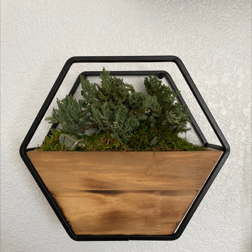 Creeping Juniper plant in a hexagonal wall-mounted planter with healthy green foliage.