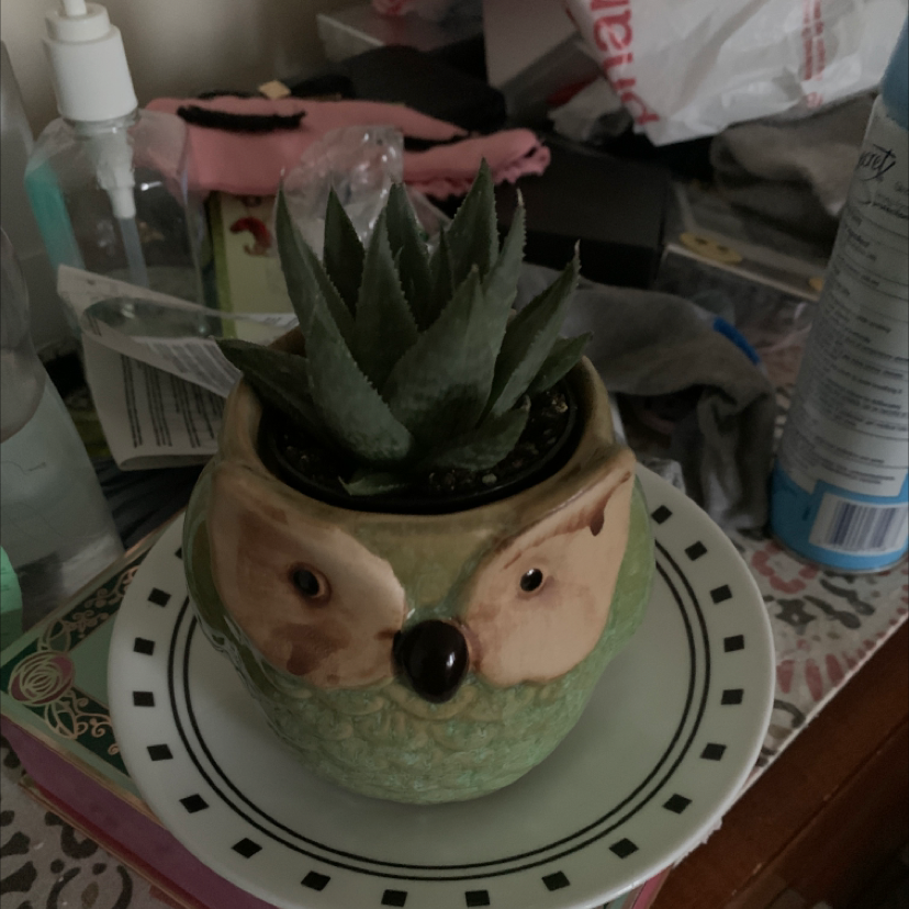 Aloe vera plant photo by @Mandy4444 named Onyx on Greg, the plant care app.