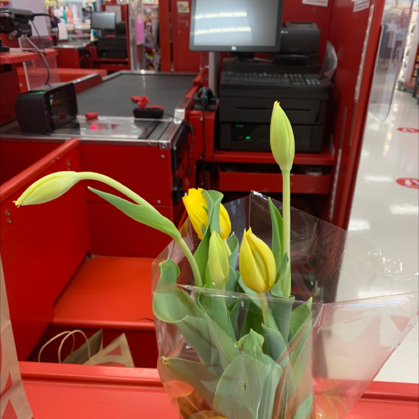Photo of the plant species Garden Tulip by @Mandy4444 named Luna on Greg, the plant care app