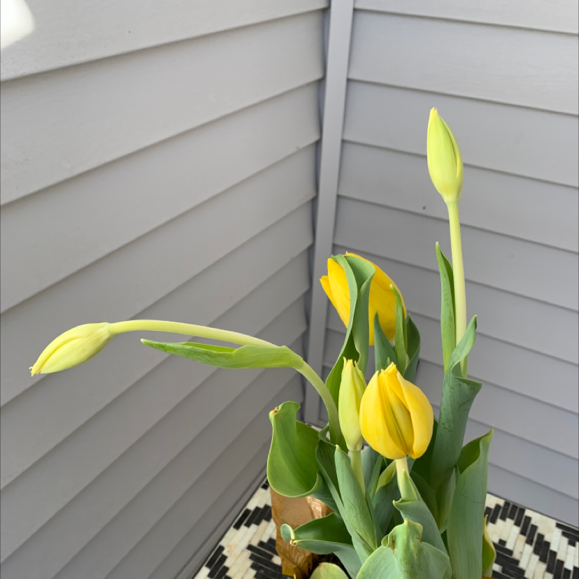 Garden Tulip plant with yellow flowers and buds in a corner with siding walls.