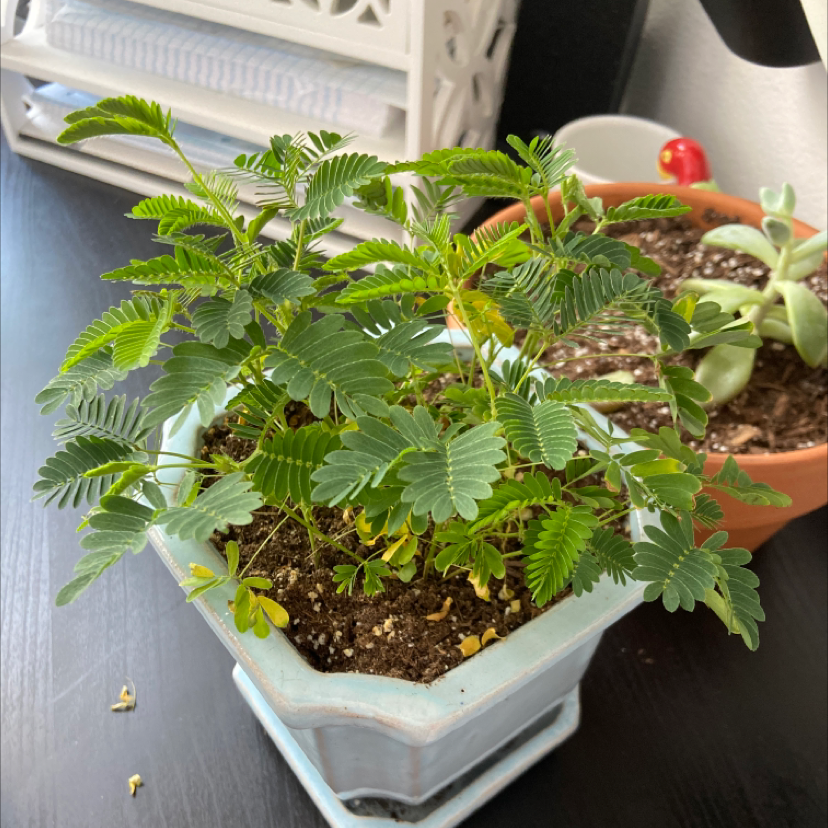 Photo of the plant species Sensitive Plant by @Mollymonstera named Love of my life on Greg, the plant care app