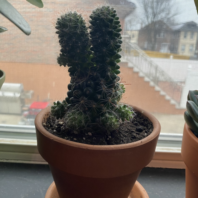 Little Nipple Cactus in a terracotta pot on a windowsill with an outdoor view.