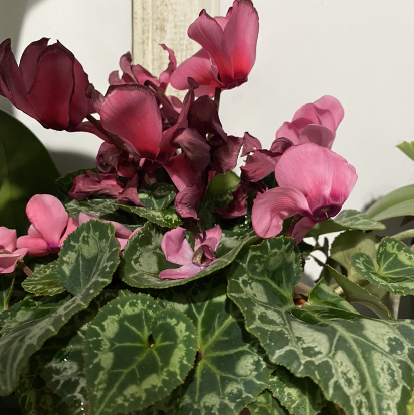 Healthy Persian cyclamen with large pink flowers and silver-variegated leaves, thriving and in full bloom.